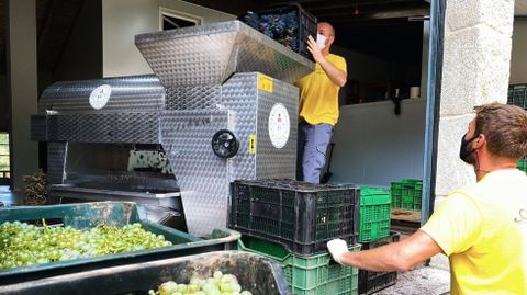 Descarga de uvas en Adega Algueira, una de las más madrugadoras este año