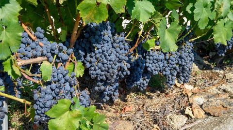 Uvas de la variedad mencía listas para vendimiar en la ribera e Pinol, en Amandi
