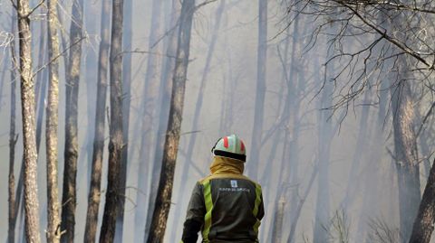 El incendio de A Ermida quemó miles de pinos