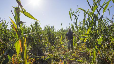 Daños del jabalí en una finca de Coristanco