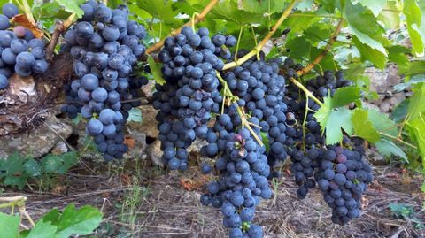 La carga de las cepas es elevada esta cosecha en las viñas del Quiroga