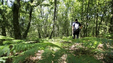 En este bosque de Antas de Ulla se halla el centro geográfico de Galicia
