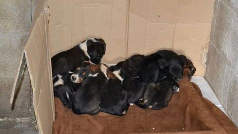 Los cachorros, ahora, ubicados en la casa de un vecino.