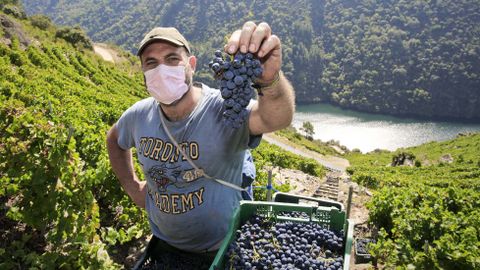 Vendimia de la bodega de Marcelino Álvarez, en Amandi, antes de la llegada de las lluvias