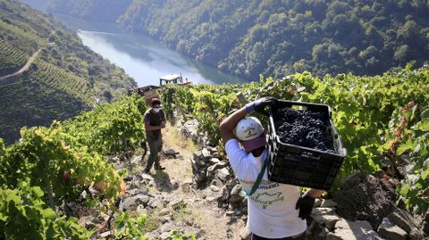 Jornaleros en la vendimia de una de las viñas de Adega Guímaro