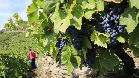 La uva maduró con rapidez y alcanzó un alto grado enla mayoria de las zonas