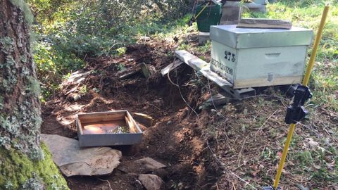En la tierra que queda por debajo del pastor eléctrico, se aprecia que el oso escarbó el terreno