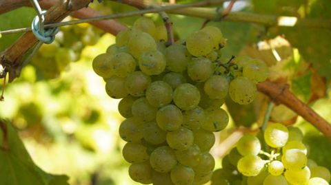 Uvas de la variedad branco lexítimo, que comienza a recuperarse en la Ribeira Sacra