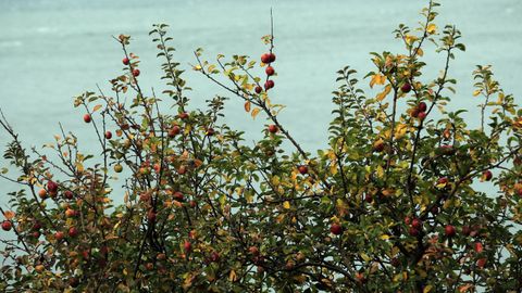 L.El Concello de Guitiriz quiere animar a los escolares a comer fruta regularmente