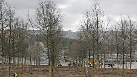 Bosque de 20.000 metros en la sede de Inditex en Sabón, Arteixo