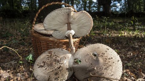 El programa comprende una excursión micológica en Pantón. En la imagen, ejemplares de Macrolepiota procera , una popular especie comestible