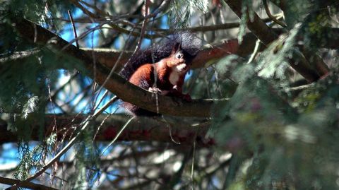 Una ardilla en el vivero forestal de Os Trollos, en Bóveda, donde se ofrecerán actividades
