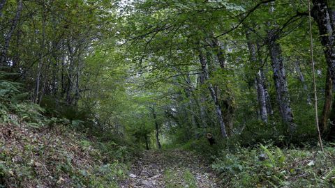 Entre las actividades figura un paseo terapéutico por un bosque en Taboada
