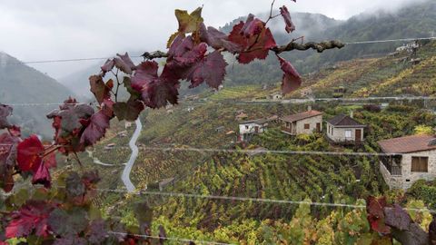 Paisaje otoñal en los viñedos de la parroquia de San Fiz, en el municipio de Chantada