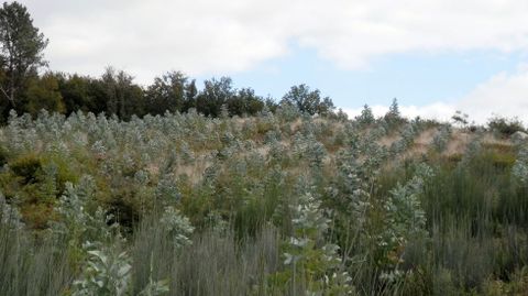 La plantación se realizó hace tres años y ocupa alrededor de cinco hectáreas