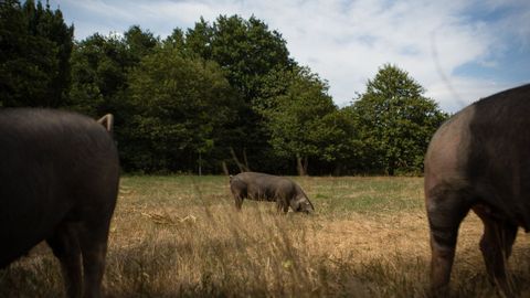 Los porcos celtas, como los de la foto, se crían al aire libre en terrenos amplios, pero vallados