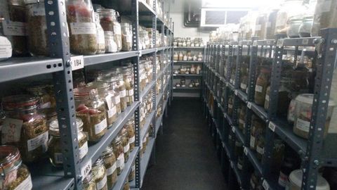 Imagen del interior de la cámara donde están conservadas las semillas de especies pradenses