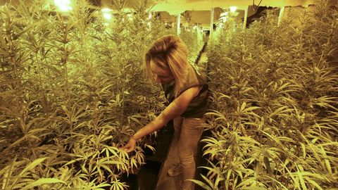 Macroplantación de marihuana en un polígono industrial de As Somozas
