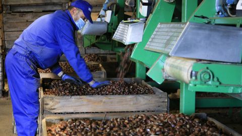 Alibós procesa en poco más de tres meses 7 millones de kilos de castaña