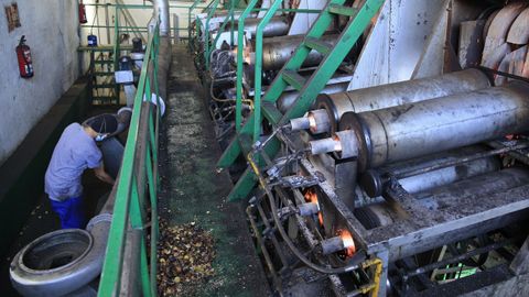 Alibós procesa en poco más de tres meses 7 millones de kilos de castaña