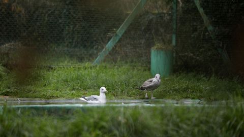 A lo largo de la ruta se encuentra un centro de recupeación de animales