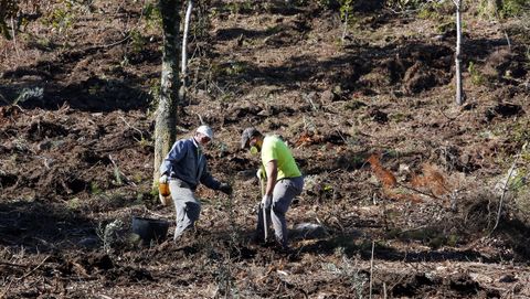 Plantación de olivos en el monte de A Tomba, en Campañó
