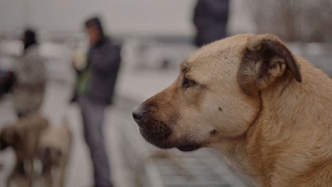 Fotograma de «Stray», película dirigida por la documentalista de origen hongkonés Elizabeth Lo