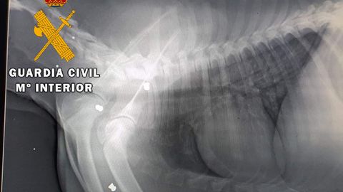Imagen del estudio radiogrfico realizado a India, el cachorro maltratado