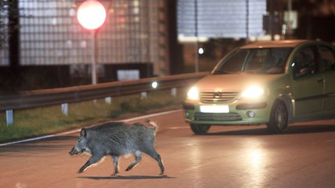 Un jabalí se pasea por una rotonda en la periferia urbana de Lugo
