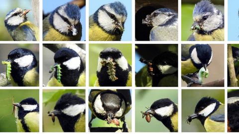 Pájaros comiendo diferentes especies de insectos