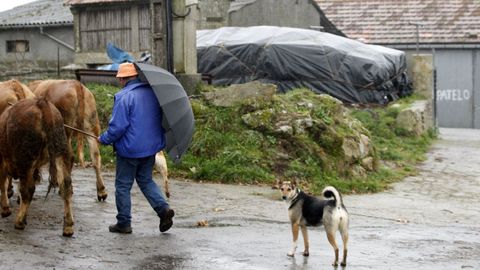 La aldea de Enxerto, donde se detectó el primer caso de vacas locas en España