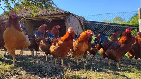 Capones de Capóns O Caseiro en una de las parcelas en las que viven