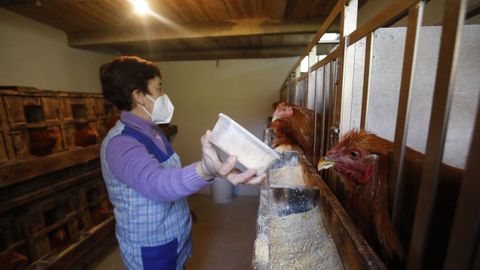 Oliva Souto, alimentando los capones en los últimos días de la ceba, poco antes de matarlos para luego poder enviarlos