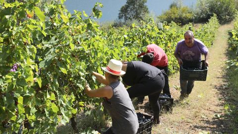 Vendimia en fincas del municipio de Negueira de Muñiz