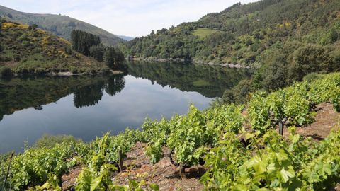 Viñedos en el municipio de Negueira de Muñiz, en la cuenca alta del Navia