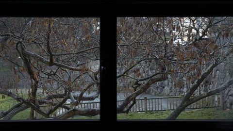 Cuentan con varios árboles en la zona de terraza que también se pueden ver desde alguna de las habitaciones