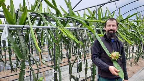 Jorge Carballeira en la plantación. En la imagen con una fruta que es roja por dentro