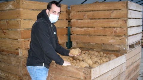 Miranda, con patatas de la variedad kennebec de la última cosecha, acadas de fincas de Pol y de Castro de Rei