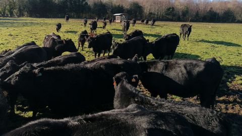 Vacas de la raza Angus en la granja de Martín Rego, en Grañas do Sor, en Mañón