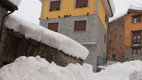 Los pjaros se refugian en las casas ante las nevadas