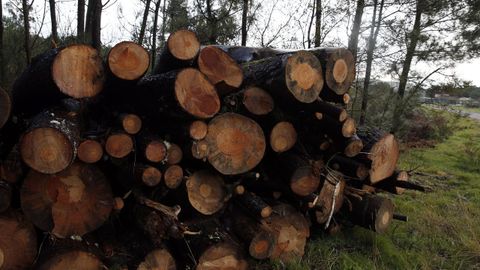 Madera apilada en montes de Barbanza