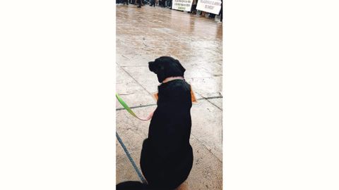 Los perros también secudan la protesta