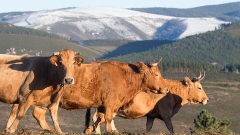 Máis de 250 vacas pacen nas fincas desta aldea ancaresa.