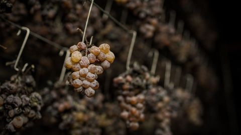las uvas han de secar antes de la fermentación