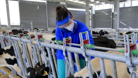 Alumnos de Veterinaria, haciendo prácticas en la Granxa Experimental do Leite