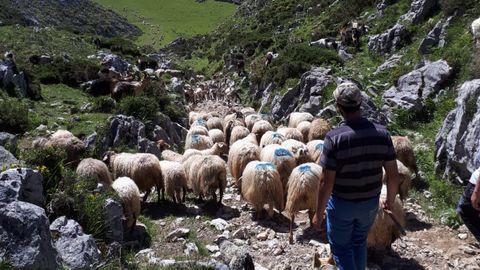Rebao de ovejas de Enrique Remis