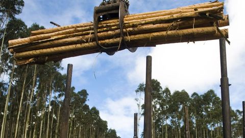 La presencia del eucalpto es habitual en bastantes comarcas de Galicia