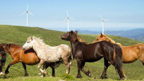 La presencia de ganado caballar de monte es un rasgo característico de O Xistral
