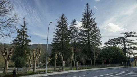 Las Tres Damas en Ribadavia son tres secuoyas singulares