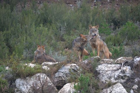 Ejemplares de lobo ibérico en el Centro de Conservación del Lobo de la Fundación Patrimonio Natural de la Junta de Castilla y León